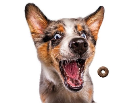 Josera Loopies Jagnięcina 150g