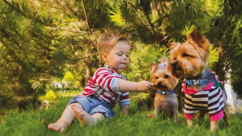 Frexin Obroża Insektobójcza Dla Psa 35cm