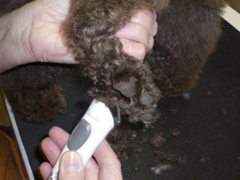 Aesculap Maszynka Do Strzyżenia Psów Exacta Akumulatorowa Biała